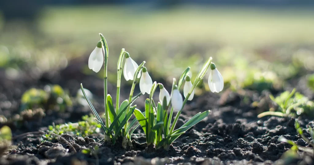 What is Imbolc? Snowdrops are a key symbol of Imbolc