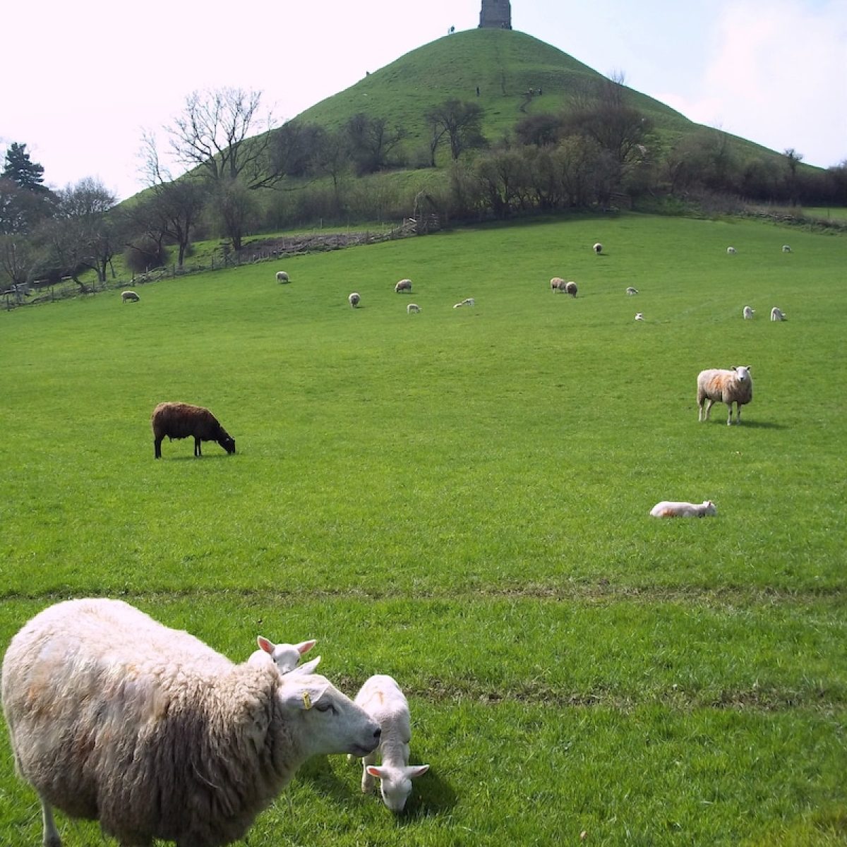 Glastonbury Tor from the field full of sheep in springtime.